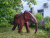 Скульптура Слон/Elephant