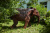 Скульптура Слон/Elephant Скульптура Слон/Elephant
