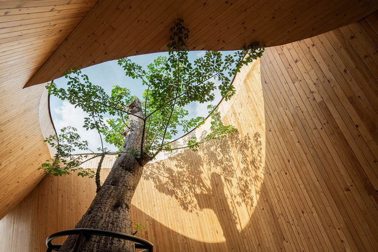 Дерево баобаб растёт в изогнутом кафе в Таиланде от IDIN Architects