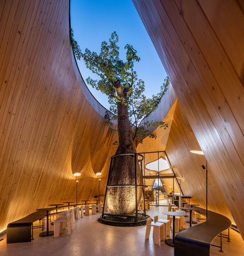 Дерево баобаб растёт в изогнутом кафе в Таиланде от IDIN Architects