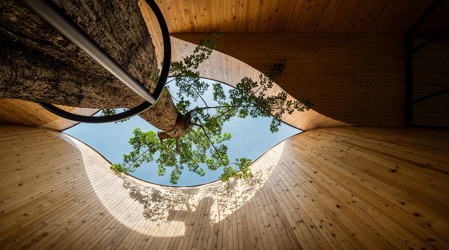 Дерево баобаб растёт в изогнутом кафе в Таиланде от IDIN Architects